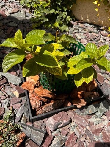 одежда оптом дордой: Декор для дома и сада, Платная доставка, Самовывоз — 12