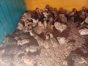 продаю птиц: Продаю недельных перепелят домашних — 3