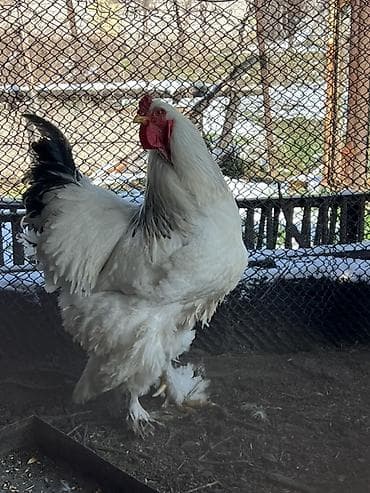 Продам с/х животных: Продаю | Петух | Брама | Для разведения — 2