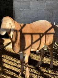 продажа щенков немецкой овчарки с документами в бишкеке: Сатам | Козу, Кочкор (эркек) | Арашан | Көбөйтүү үчүн | Асыл тукумдуу, Жасалма жол менен боозутуу — 5