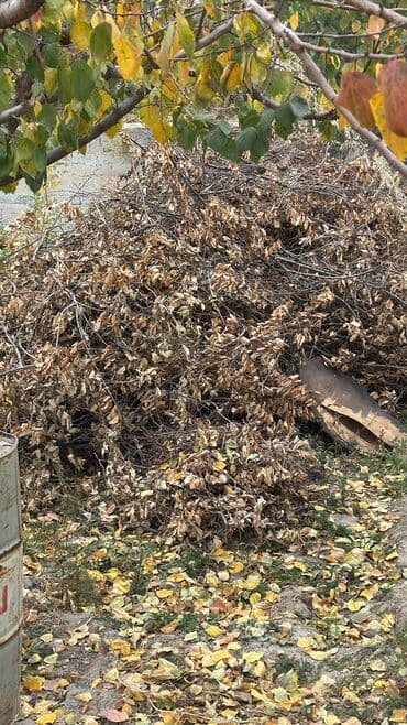 Дрова Бесплатная доставка