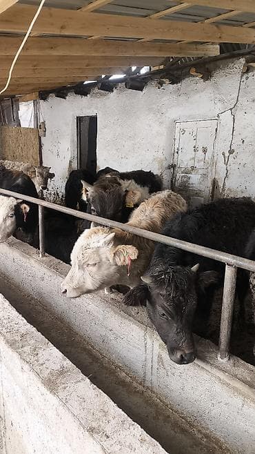 Айыл-чарба жаныбарлары: Сатам | Музоо | Аргын | Бордоп семиртүү үчүн — 4