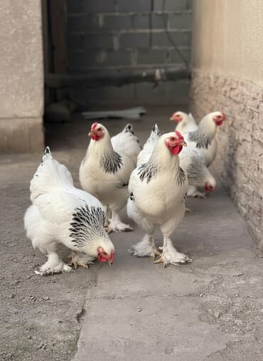 фонд помощи животным: Продаются петухи светлой БРАМЫ
Чистые 
4 шт 
3-4 месячные здоровые — 1