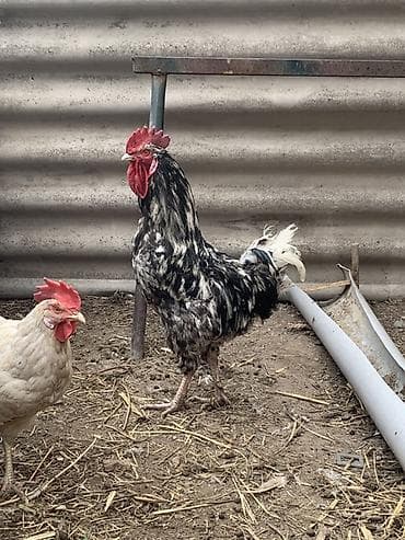 собака щенок: Продаю | Петух | Для разведения — 4