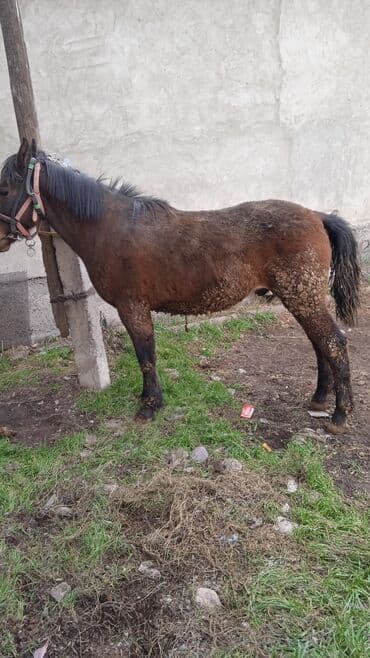 сколько стоит шотландская вислоухая кошка: Продаю | Жеребец | Рабочий — 5