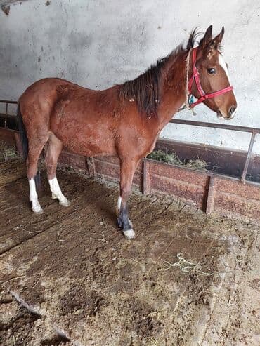 отдам охотничью собаку в хорошие руки: Продаю | Жеребенок | Для разведения — 2