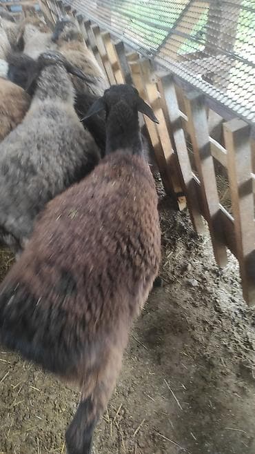 Продаю | Овца (самка) | На забой