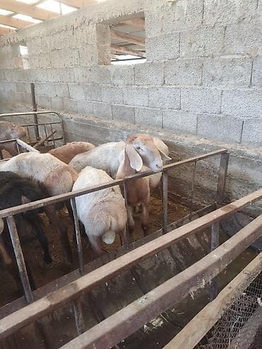 продам друга: Продаю | Баран (самец), Ягненок | Гиссарская, Арашан, Полукровка | Осеменитель, Племенные — 1