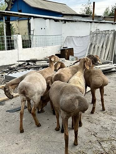 овцы гиссар: Продаю | Овца (самка) | Для разведения | Матка — 1