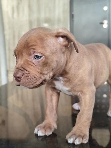 бутка для собак: Питбуль, 2 месяца, Самец — 6