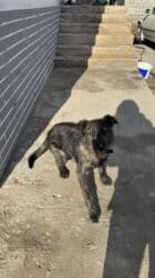 дом для собака: Отдам щенка даром, в добрые, любящие руки. Девочка 6 месяцев в крови — 7