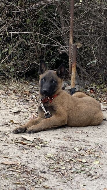 щенки ротвейлера бишкек: В продаже: щенок бельгийской овчарки (малинуа). Описание: - Два — 4