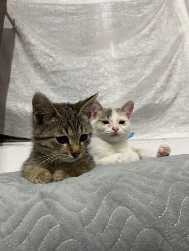 новорожденные котята: Отдадим хорошие руки полосатую котенку. Кобель приручили к наполнитель — 2