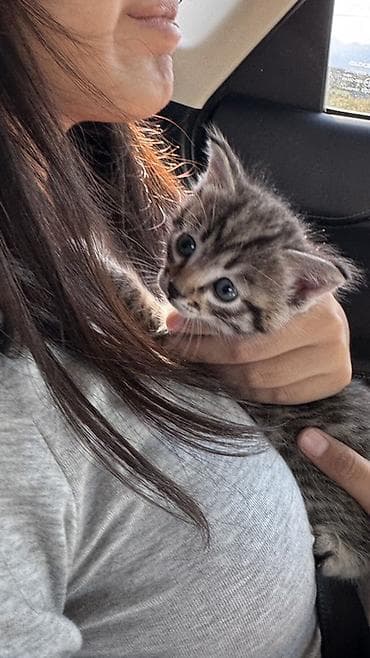 Голубоглазый котенок, которого нашли на берегу Иссык- Куля. Короткая — 1