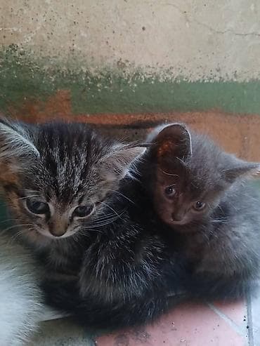 Отдам котят в добрые руки.девочки красавицы.проглистованны. к лотку — 1