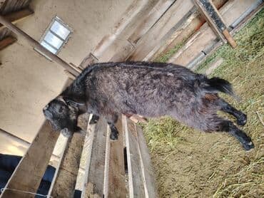 объявления о найденных животных: Продаю | Козёл (самец) — 1