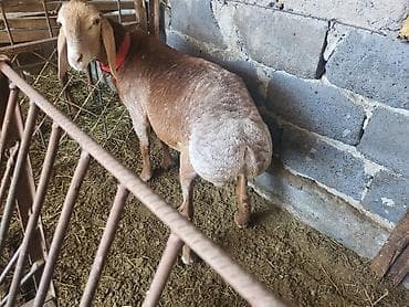 куплю корову в кара балте: Продаю | Баран (самец) | Арашан | Для разведения | Племенные — 7