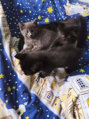 рыжая: Котята, помет из нескольких малышей. Окрас: два черных и один серый — 5