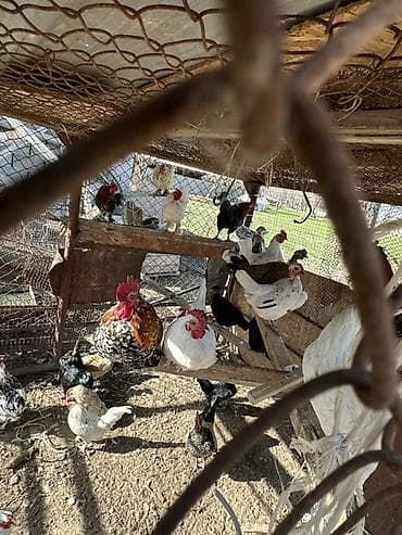 продаю животных: Продаю | Куры | Для разведения — 2