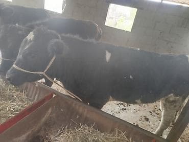 корова стелная: Продаю | Тёлка | Для разведения | Нетель — 6