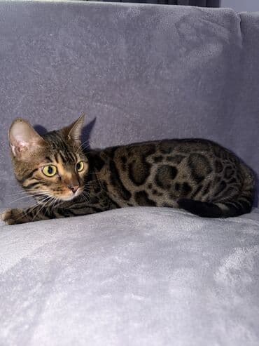 шиншилла кошка: Бенгальская, 1 год, Девочка, Золотая шиншилла, Приучена к лотку, Проглистована, С прививками — 4