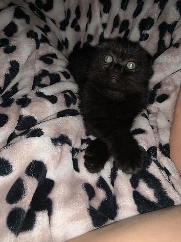 янтарный: Шотландский вислоухий котёнок, девочка окрас чёрный (солид). Плюшёвая — 2