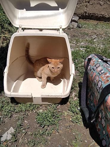 Мышыктар сатылат: Рыжий домашний котенок. отдам в хорошие руки - Окрас: теплый — 5