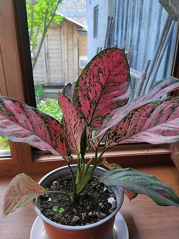 Аглаонемалар: Аглаонема розовая (Aglaonema ‘Pink’), декоративно-лиственное комнатное — 2