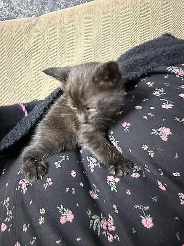 купить кошку: Очаровательный черный котёнок - Окрас: однотонный чёрный с лёгким — 2