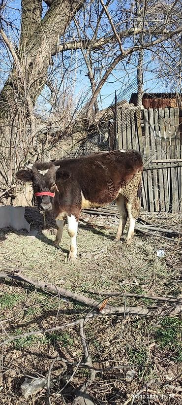 бычки бельгийская: Продаю | Музоо, торпок | Полукровка | На откорм | Привязанные — 1