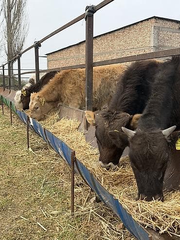 русская голубая кошка бишкек: Продаю | Бык (самец) — 4