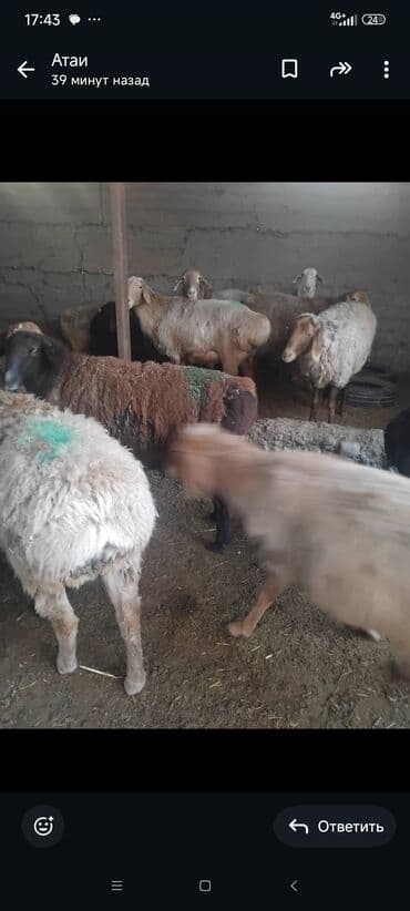 продажа охотничьих собак: Продаю | Овца (самка) | Для разведения | Матка — 7