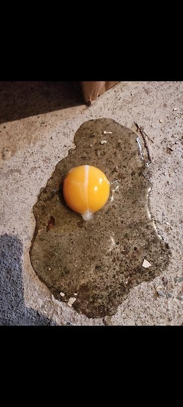 кассеты для яйиц: Оптом домашние яйца Бесплатная доставка по городу Яйцо куриное — 2