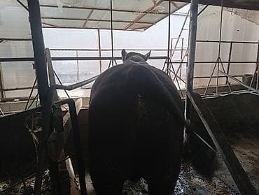 купить собаку бишкек: Продаю | Бык (самец) | Абердин-ангус — 8