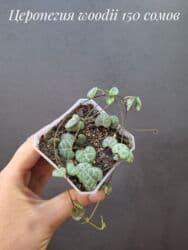 живые растения в аквариум купить: Комнатные растения, цветы (молодые растения, взрослые экземпляры). Не — 19