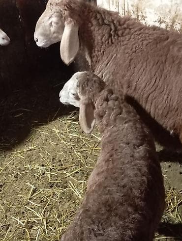 кошка бенгальская: Продаю | Овца (самка) | Меринос | Для разведения — 4