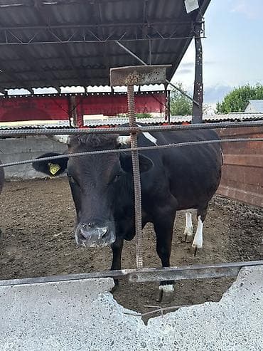 Айыл-чарба жаныбарлары: Сатам | Бука (эркек) | Бордоп семиртүү үчүн | Байланган — 1