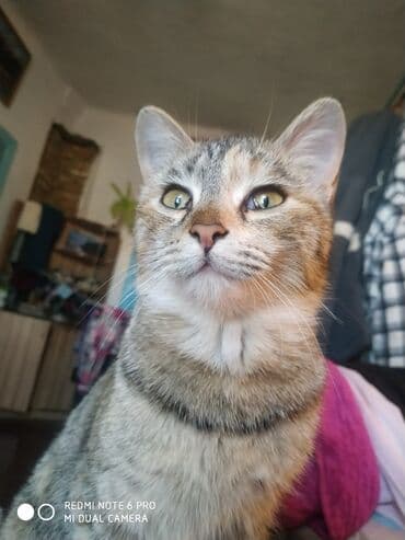 продажа породистых кошек: Черный домашний кот - Окрас: полностью черный, короткая гладкая — 3