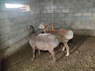 домик для животных: Продаю | Баран (самец) | Полукровка | На забой — 2