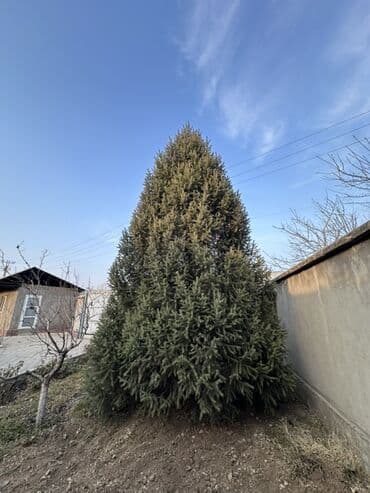 купить шкаф для одежды бишкек: Саженцы деревьев: Ели — 1