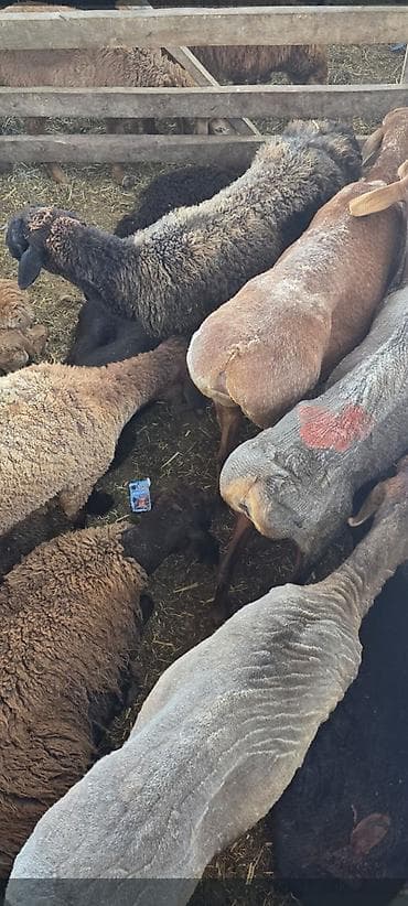 сено измельчител: Продаю | Овца (самка) | Для разведения | Ярка — 4