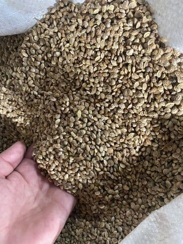 кукуруза пшеница: Эспарцет. Высший сорт!!! — 1