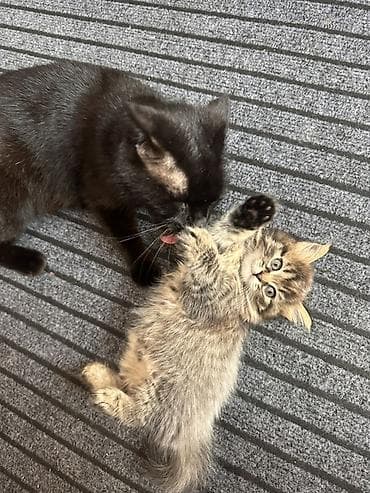 кошки продаются очень бесплатно: Скотиш Страйт (Шотландская прямоухая), 1 месяц, Девочка, Приучена к лотку — 3