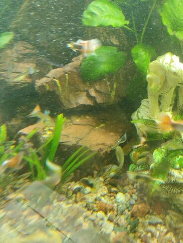 малек форели: Гуппи 35с меченосцы от 50 с анцитрусы мальчики взрослые по 300с — 4