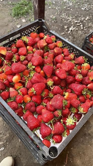 клубни: Клубника Альбион, Оптом — 1