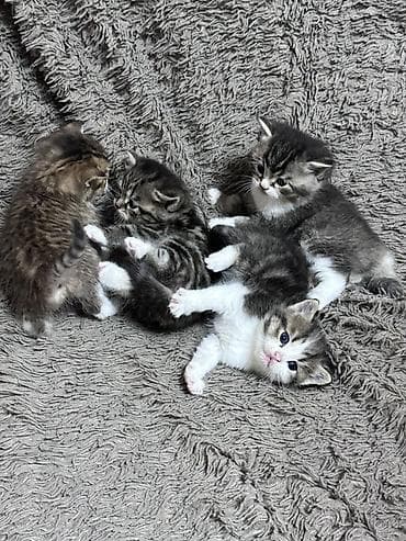 котята простые: Скотиш Страйт (Шотландская прямоухая), 1 месяц, Девочка, Приучена к лотку — 8