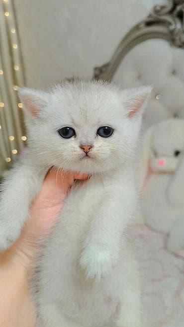 сиамская кошка даром: Выставляется на продажу чистокровный шотландский мальчик в окрасе — 5