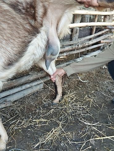 pro plan: Продаю | Козёл (самец) | Для разведения | Осеменитель — 1