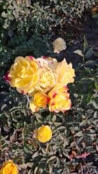 декоративные растения: Саженцы цветка: Розы, Платная доставка — 15