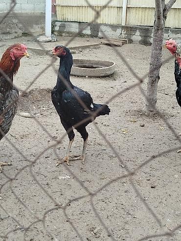 баштай жугору: Сатам | Тооктор — 2